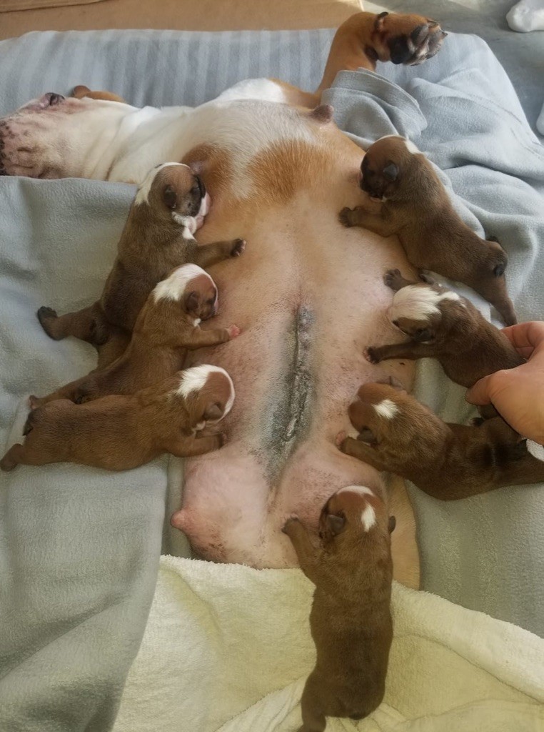 Naissance de 7 chiots - Élevage Bouge Ton Bull