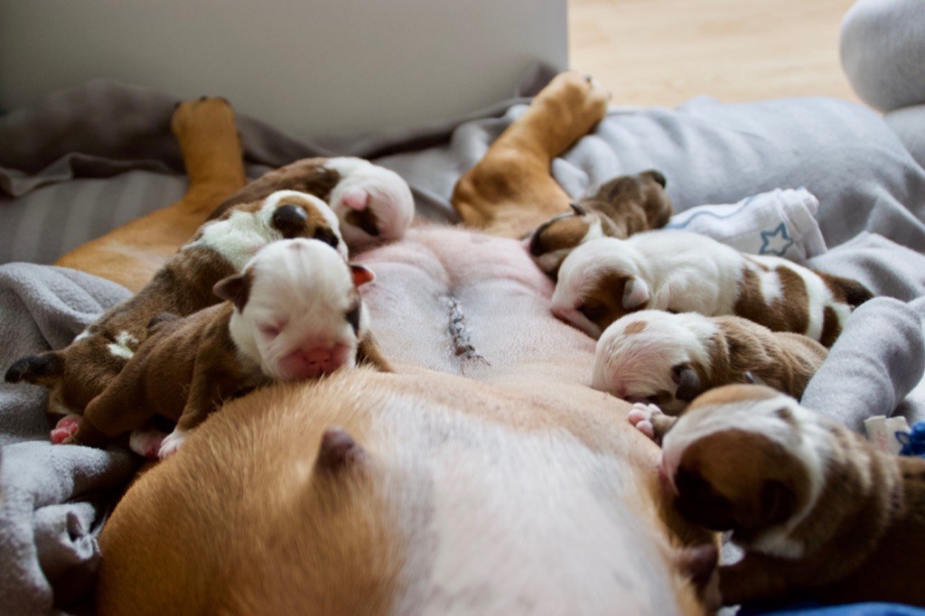 Naissance de 7 chiots