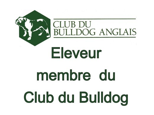 Éleveur Membre du Club du Bulldog Anglais