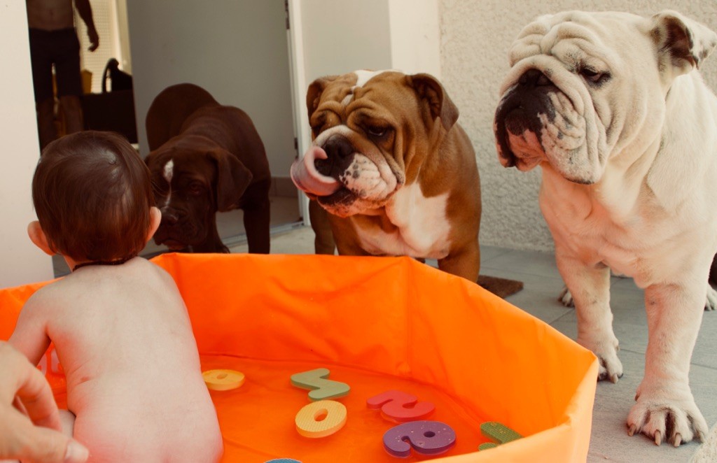 Nos bulldogs